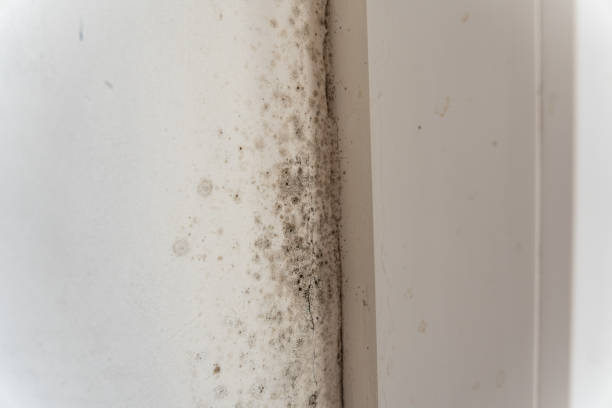 Mcqueeney, TX Mold Removal Company